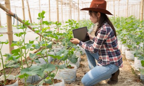 woman-science-assistant-agricultural-officer-greenhouse-farm-research-melon_1150-10615